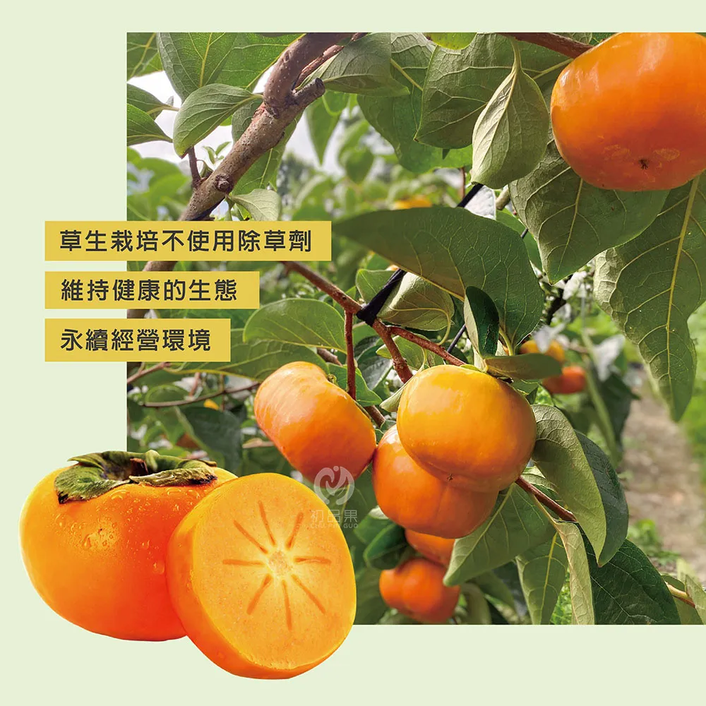 達觀部落甜柿禮盒 預購8/21開始陸續出貨
