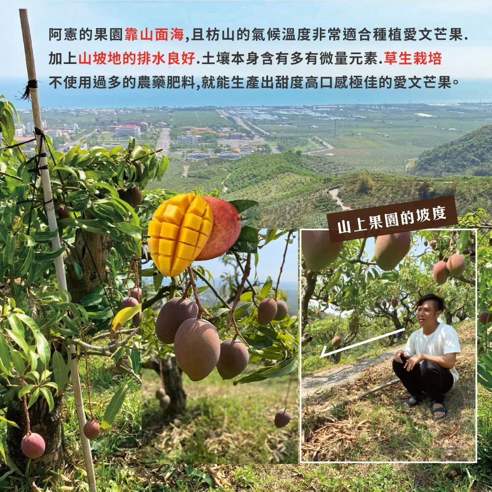 (屏東青農楊忠憲)枋山阿憲愛文芒果禮盒 10斤(6/9以前接單的都已經在排單出貨中了,6/10開始的訂單預計6/21-6/30才會開始陸續出貨喔)