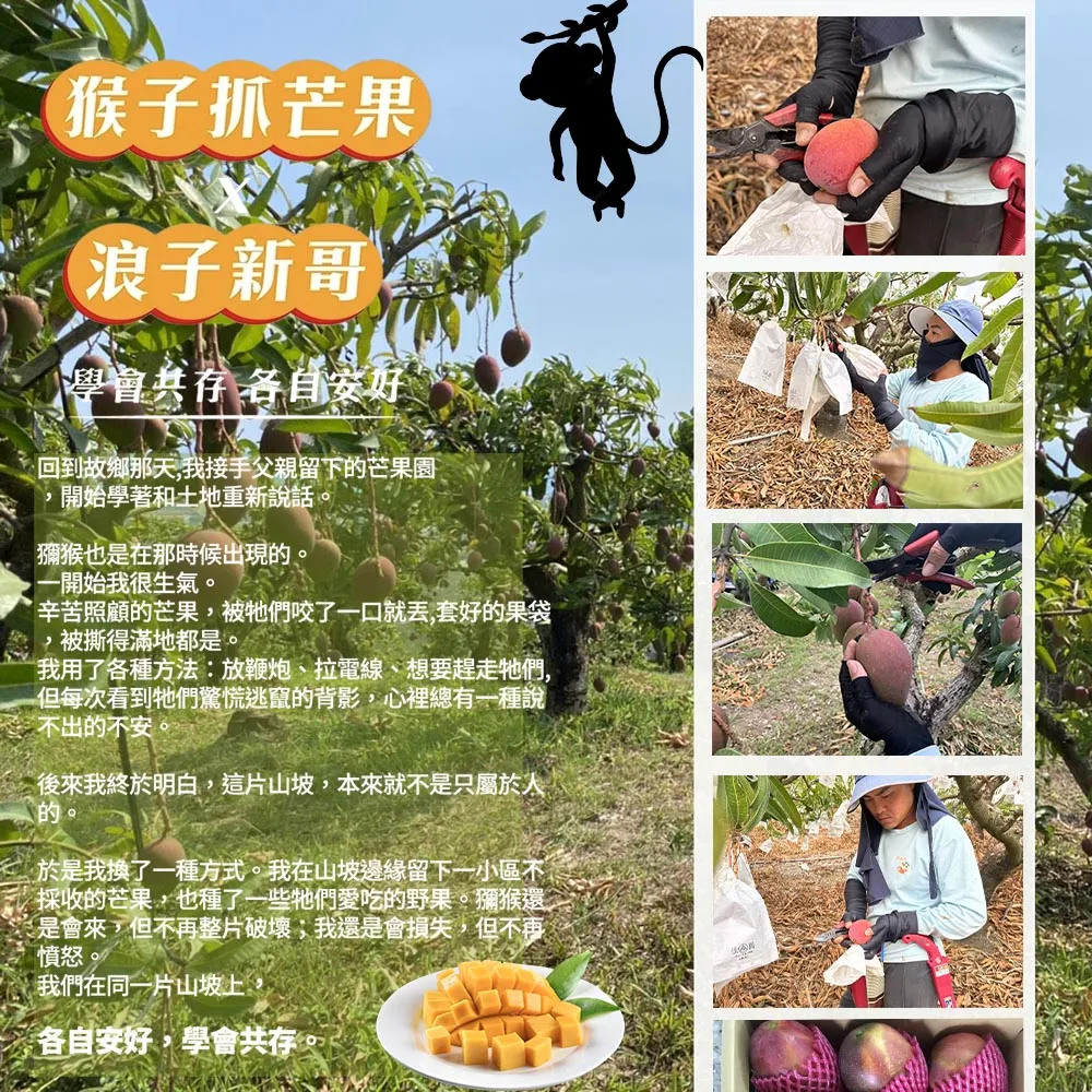 與獼猴和平共存的芒果【猴仔抓芒果】屏東枋山愛文芒果禮盒  4斤/8斤 (6/8-6/15陸續出貨)