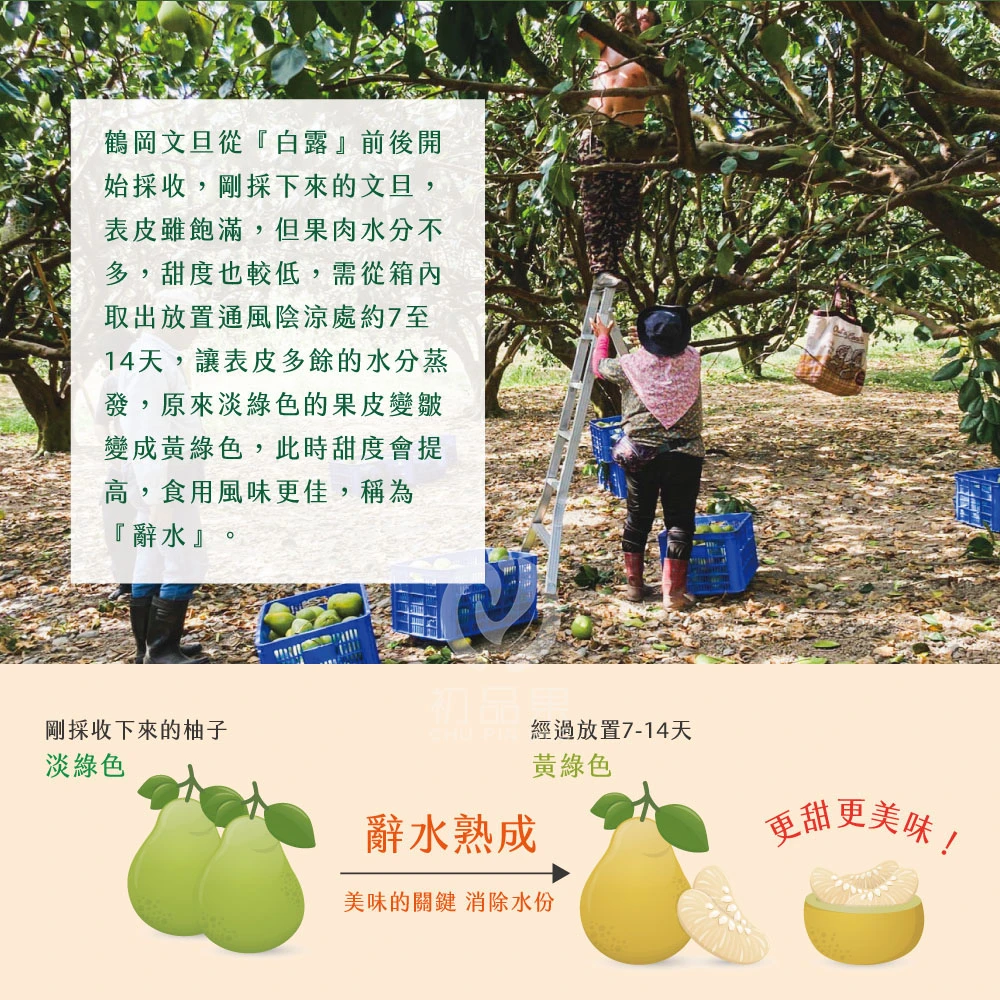 花蓮鶴岡老欉精品文旦禮盒  【歡迎企業大量訂購】-9/1開始陸續出貨