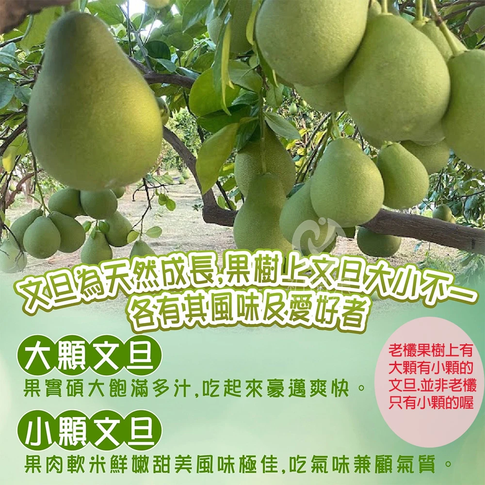 台南麻豆頂級老欉文旦禮盒5斤裝  【歡迎企業大量訂購】8/25開始陸續出貨