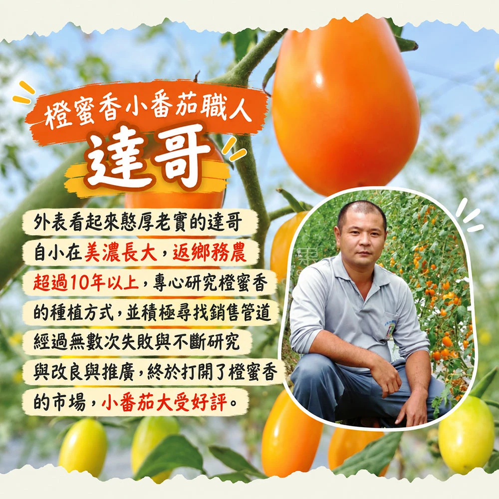 高雄美濃橙蜜香小番茄禮盒4斤  1盒/2盒/4盒/6盒  預購12/15開始陸續出貨