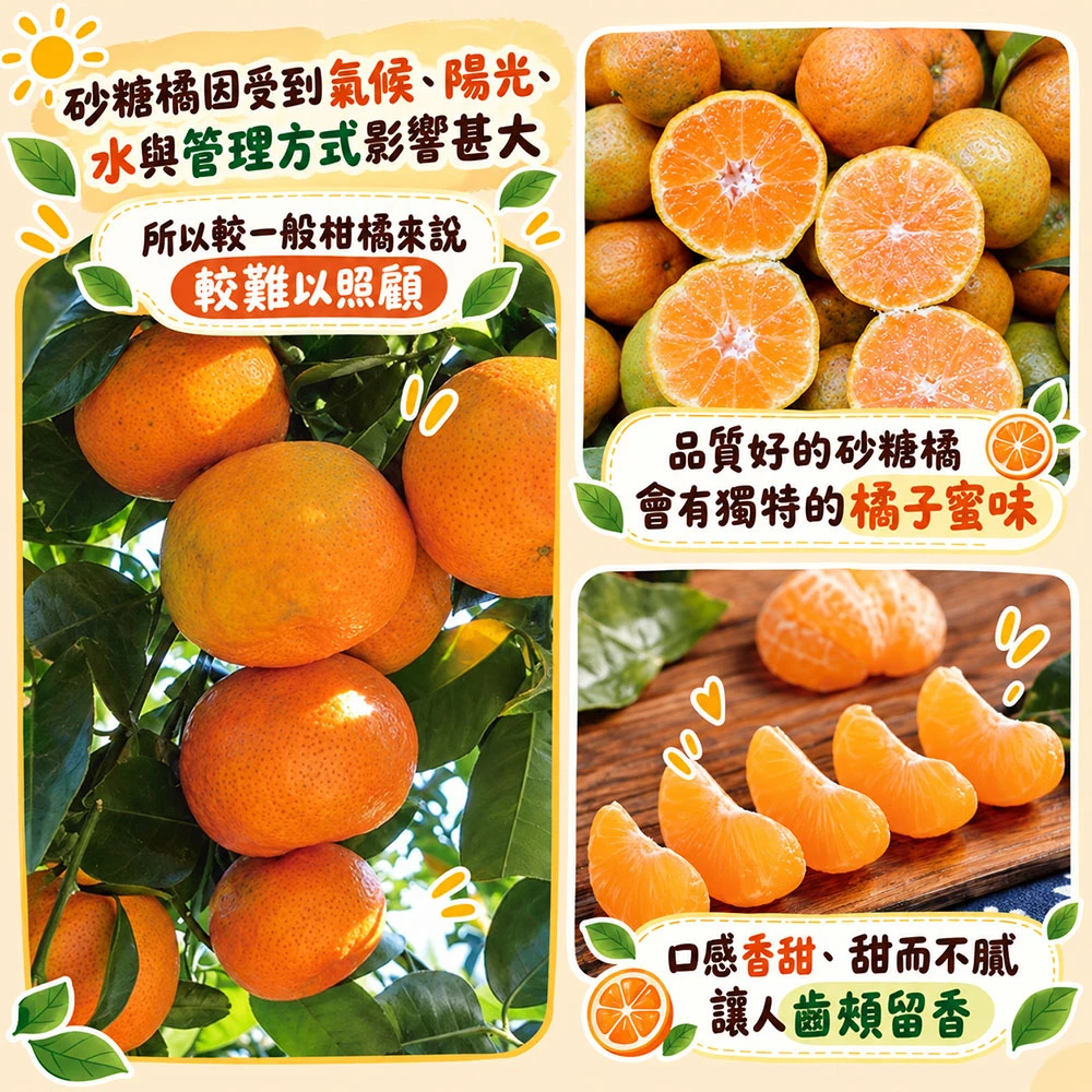 拉拉山砂糖橘禮盒3斤 1盒/2盒/4盒/8盒  預購12/15開始陸續出貨