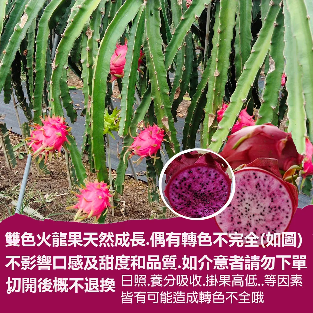 南投夢幻雙色火龍果6斤/10斤_如冰淇淋般甜蜜口感(預購6/10起開始陸續出貨)