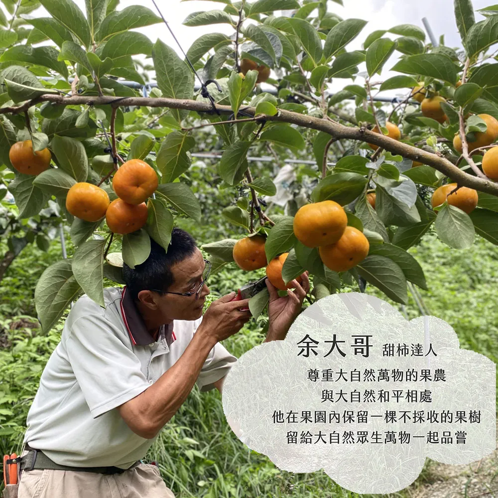 達觀部落甜柿禮盒 預購8/21開始陸續出貨