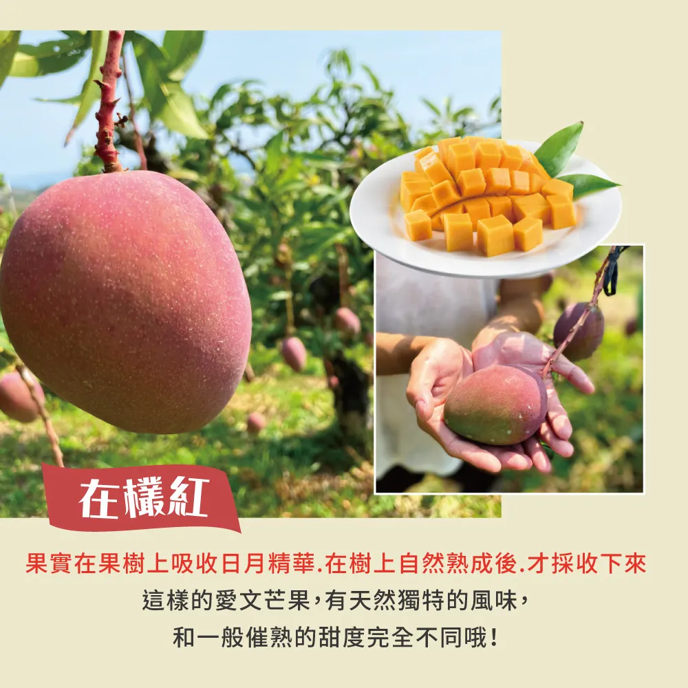 (屏東青農楊忠憲)枋山阿憲愛文芒果禮盒 10斤(6/9以前接單的都已經在排單出貨中了,6/10開始的訂單預計6/21-6/30才會開始陸續出貨喔)