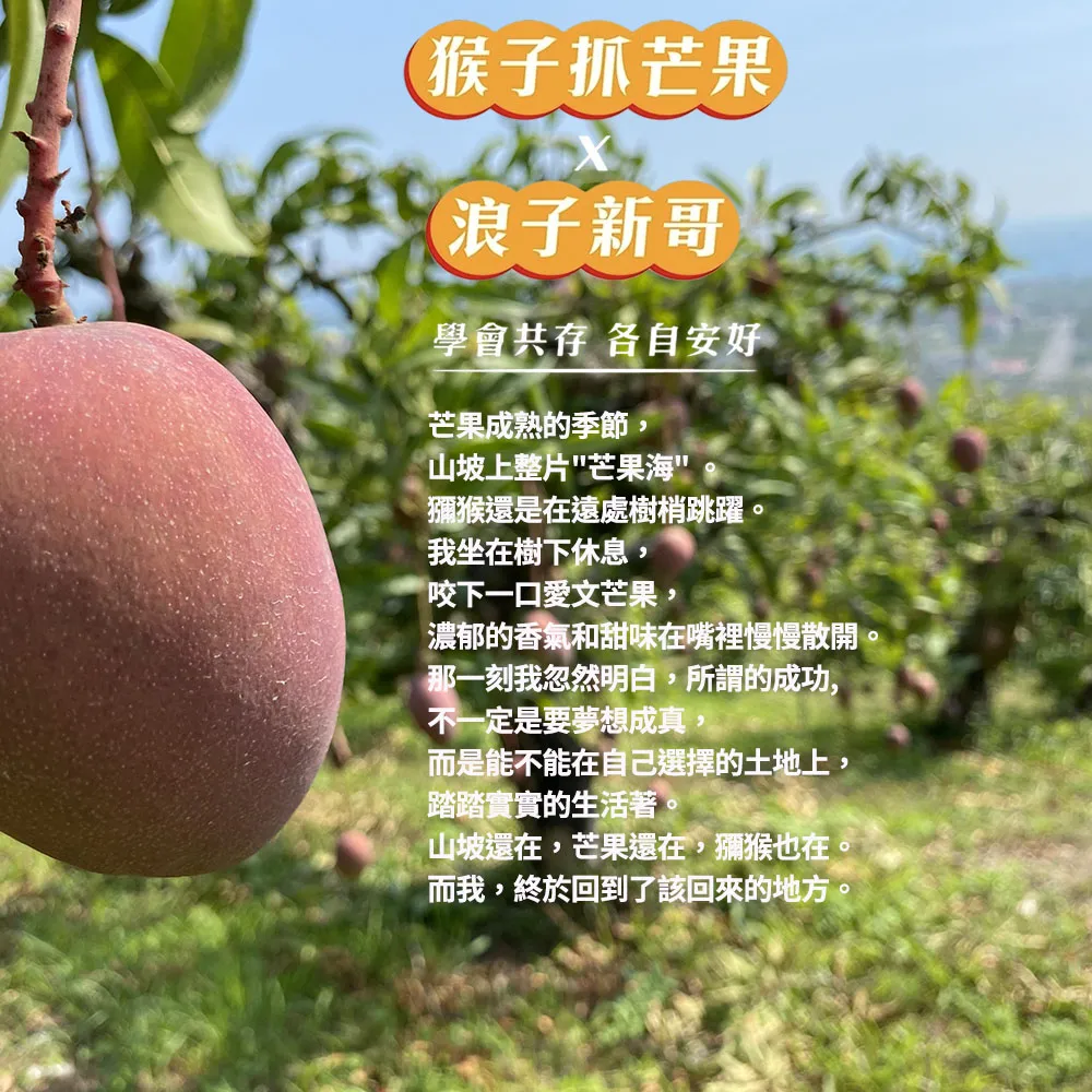 與獼猴和平共存的芒果【猴仔抓芒果】屏東枋山愛文芒果禮盒  4斤/8斤 (6/8-6/15陸續出貨)