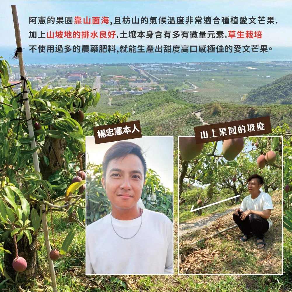 5/30-5/31脆友限定-楊忠憲愛文芒果(外銷大果) 10斤12-16顆x1箱