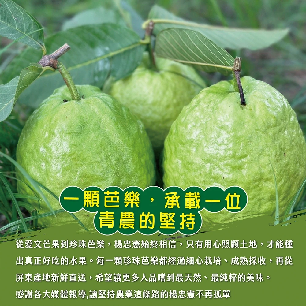 #楊忠憲芭樂沒有脆 屏東枋山青農楊忠憲珍珠芭樂禮盒(冷藏配送)-預購8/21開始陸續出貨