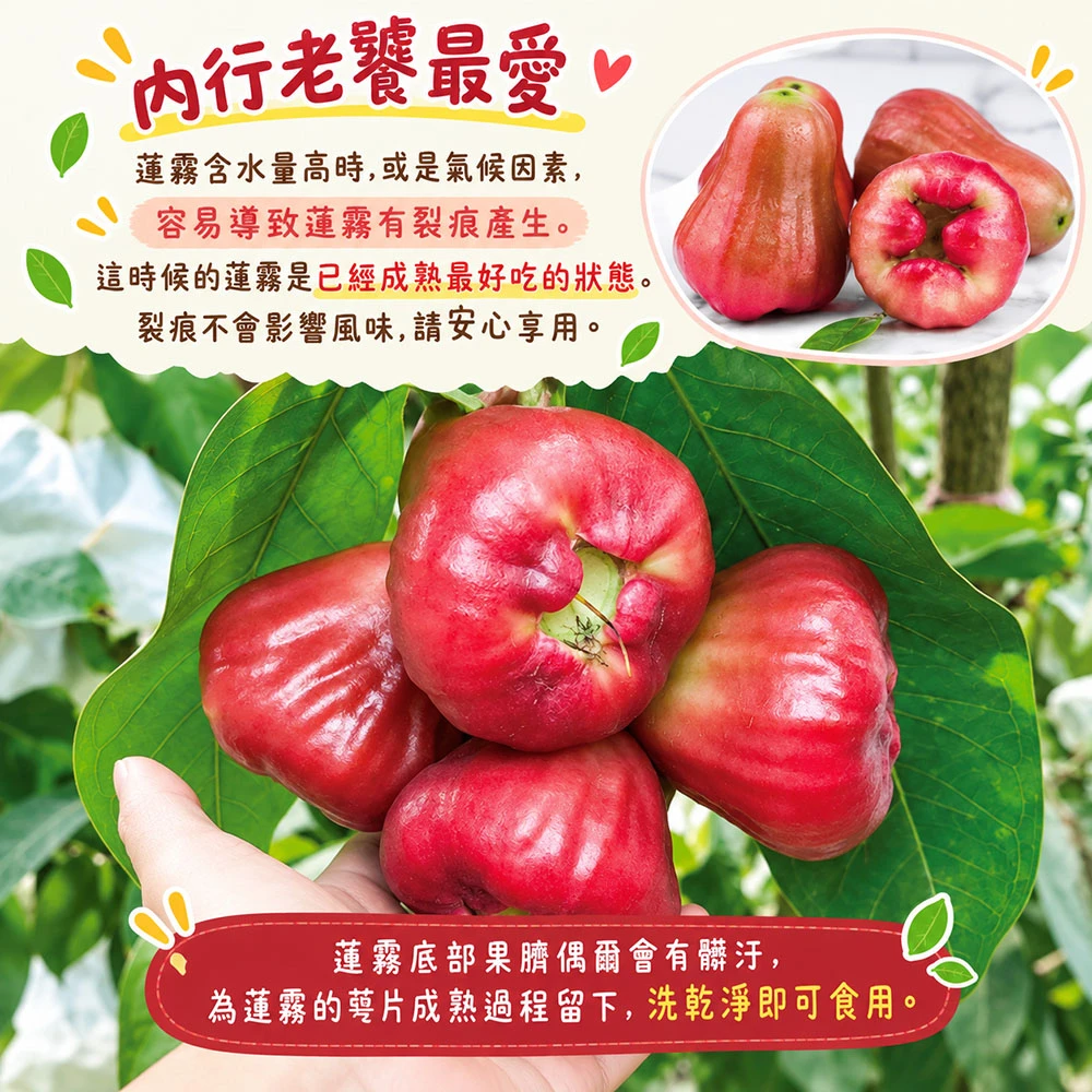 屏東枋寮黑珍珠蓮霧禮盒 3斤/4斤  1盒/2盒/3盒/4盒 預購12/15開始陸續出貨