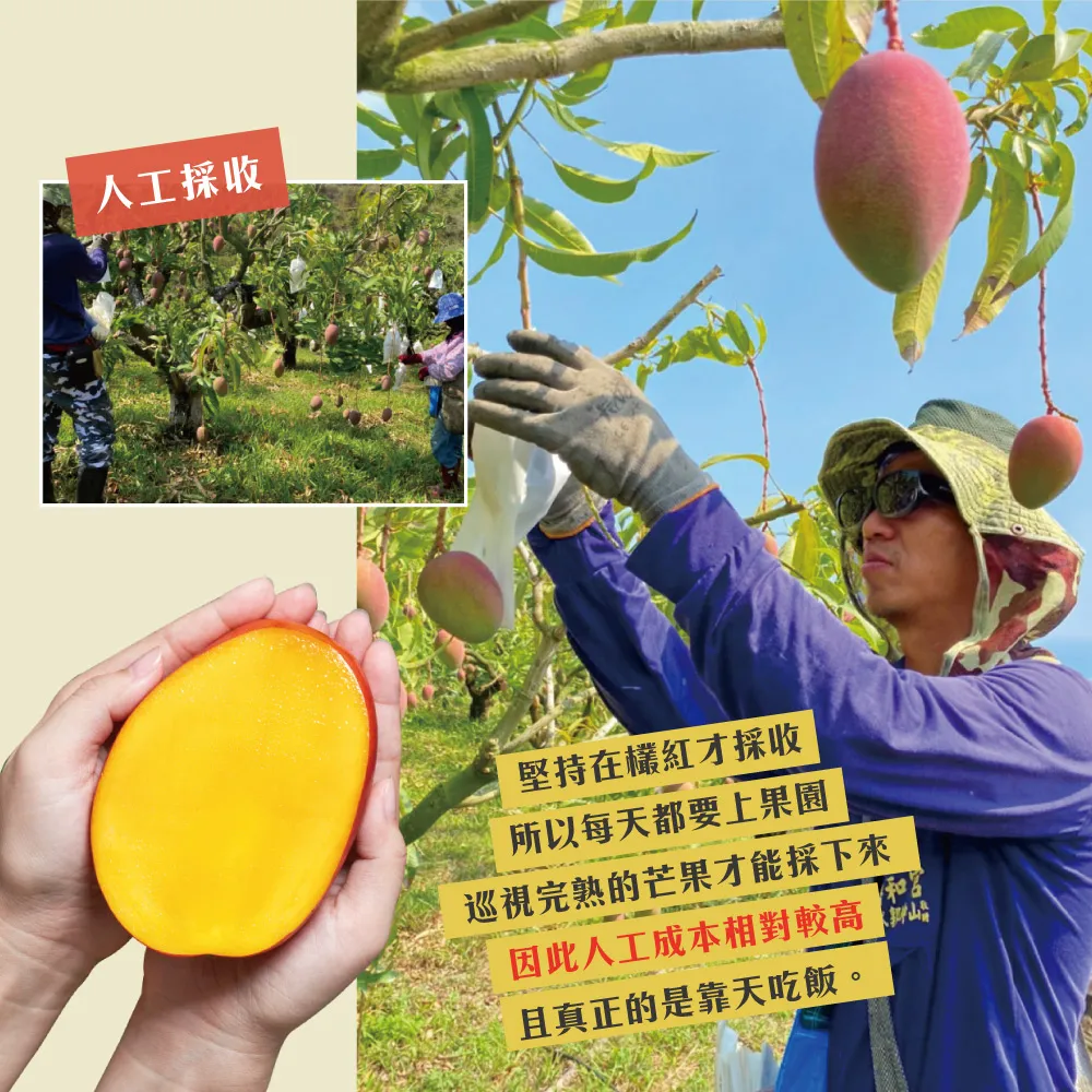(屏東青農楊忠憲)枋山阿憲愛文芒果禮盒 5斤 (6/9以前的訂單已經在排單出貨中 6/10開始的訂單預計6/21-6/30出貨哦)