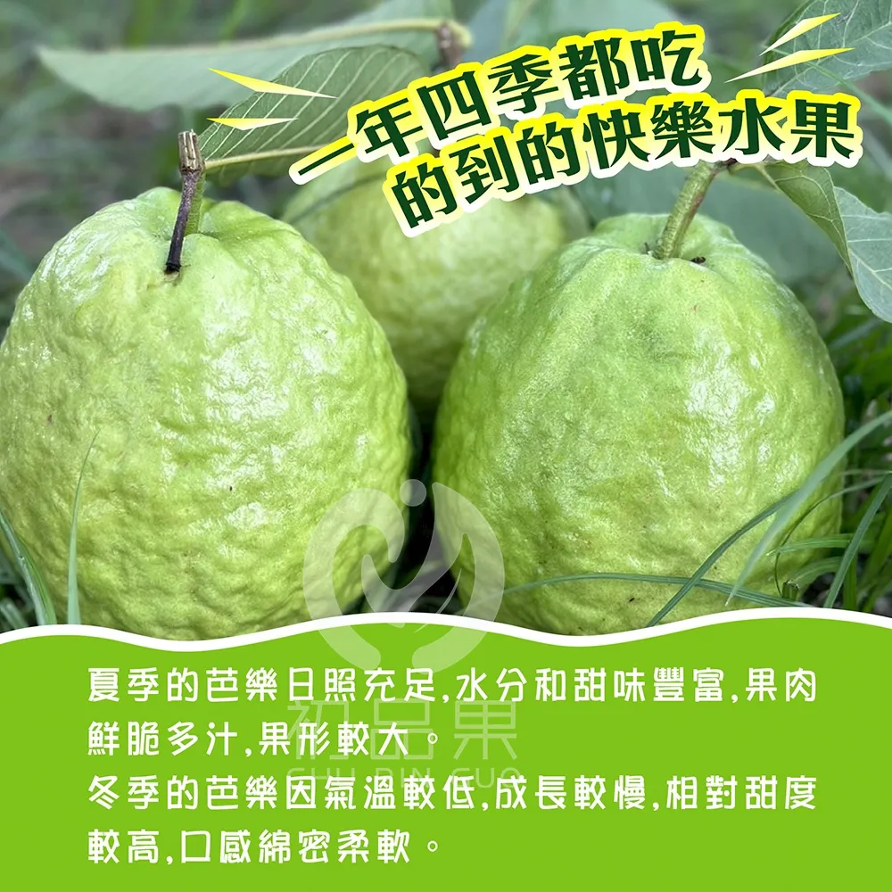 彰化溪州珍珠芭樂禮盒5斤6-10顆(冷藏配送)