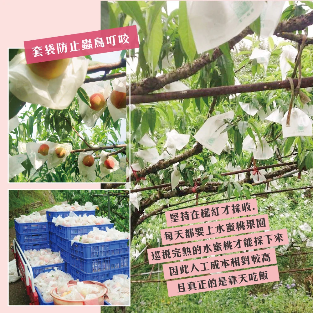 拉拉山上海蜜水蜜桃禮盒-預購D+7工作天出貨 最後接單8/10