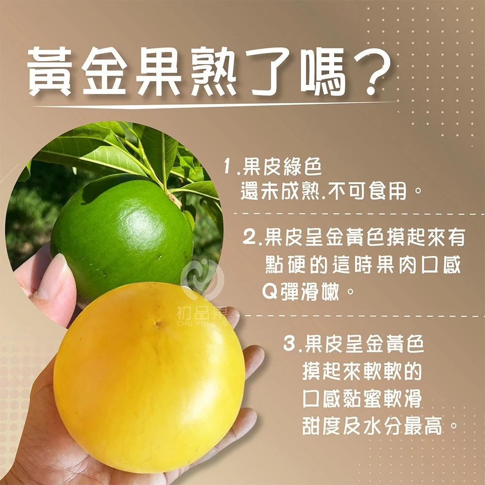 【產季結束 敬請期待】台東知本黃金果禮盒