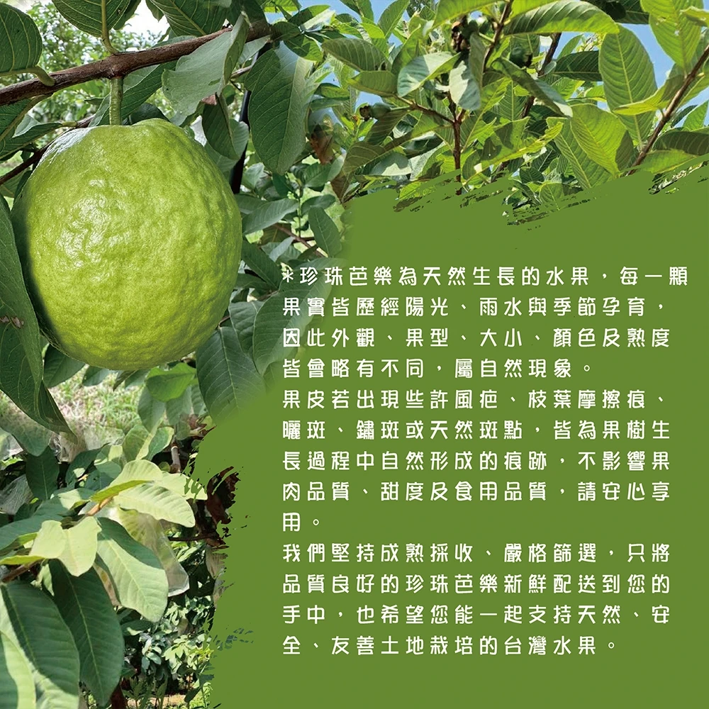 #楊忠憲芭樂沒有脆 屏東枋山青農楊忠憲珍珠芭樂禮盒(冷藏配送)-預購8/21開始陸續出貨