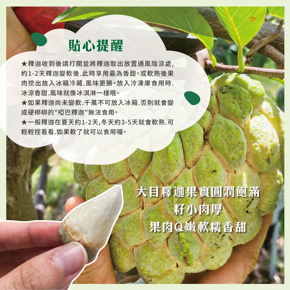 【降價挺一波】台東知本大目釋迦禮盒 下單後D+7工作天出貨