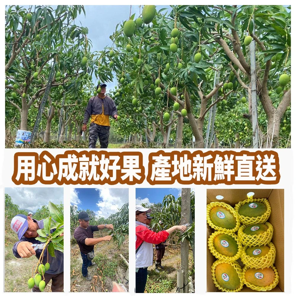 芒果界LV 台東夏雪芒果禮盒4斤4-8顆  D+7開始陸續出貨