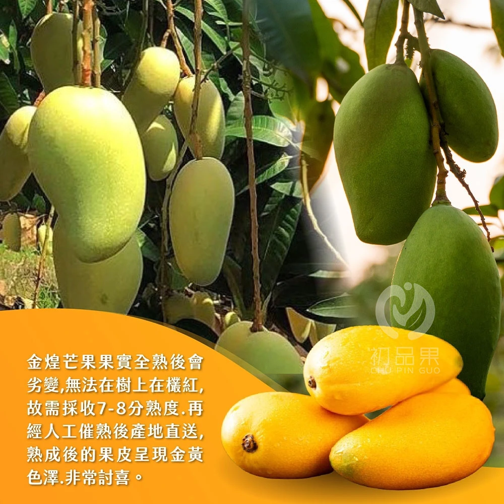 台南楠西金煌芒果 10斤-預購D+7工作天出貨