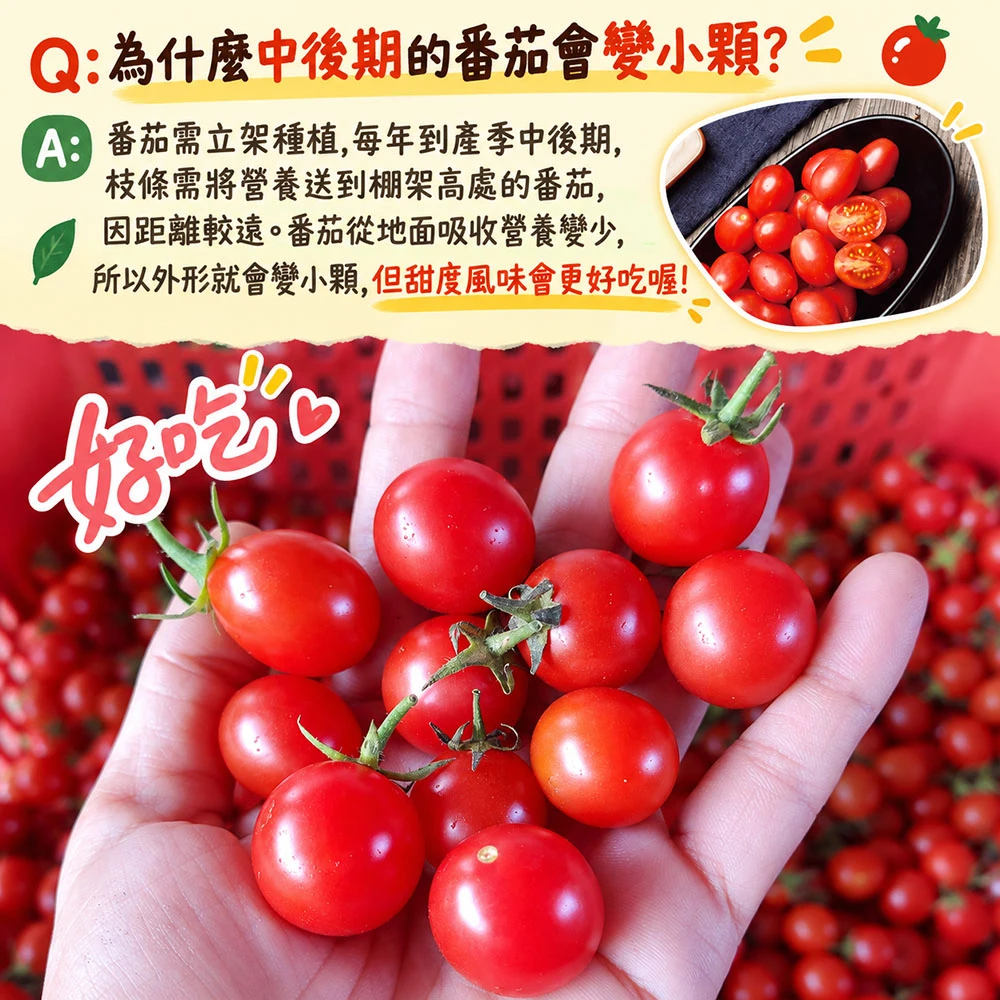 高雄美濃雙色橙蜜小番茄禮盒3斤  1盒/2盒/4盒/8盒 預購12/15開始陸續出貨