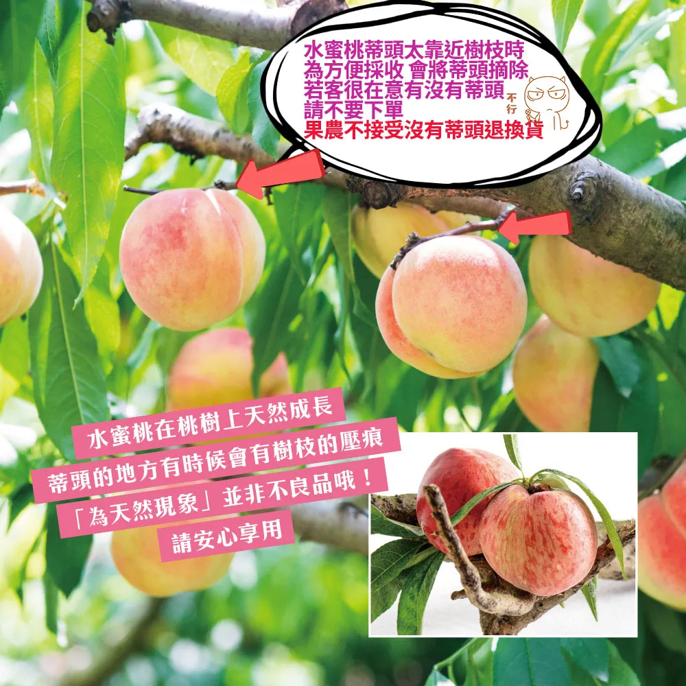 (預購)產地直送拉拉山水蜜桃禮盒 6顆/8顆/10顆/12顆  1盒/2盒/3盒/4盒/8盒  冷藏配送  預購D+7開始陸續出貨  媽媽桃 五月桃 水蜜桃