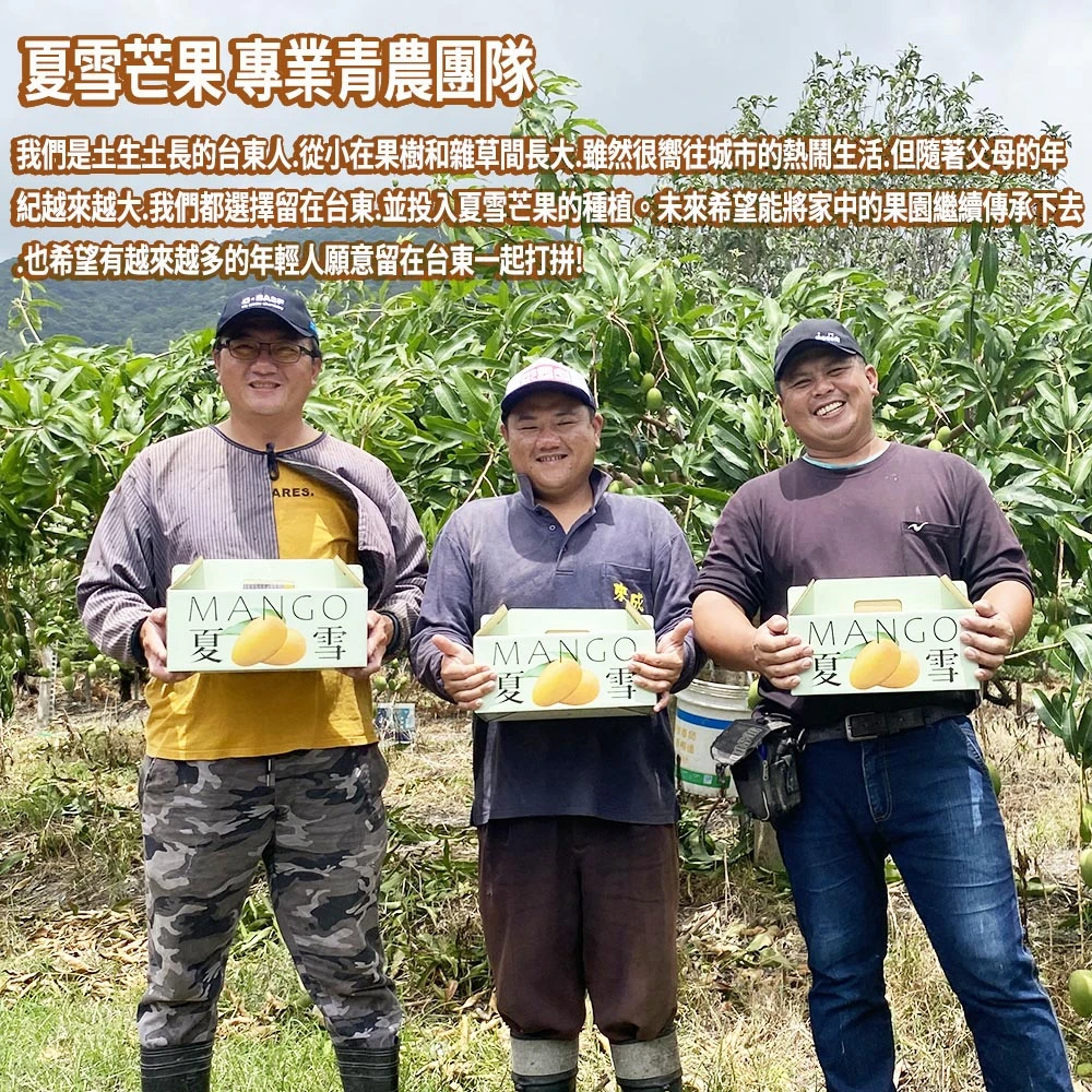 芒果界LV 台東夏雪芒果禮盒4斤4-8顆  D+7開始陸續出貨