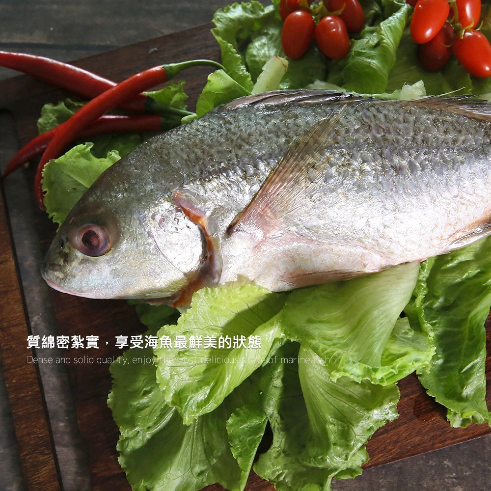 台灣野生石鱸魚