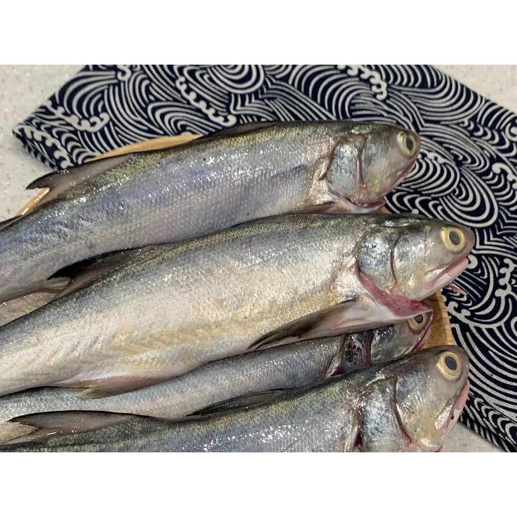 野生海午仔魚