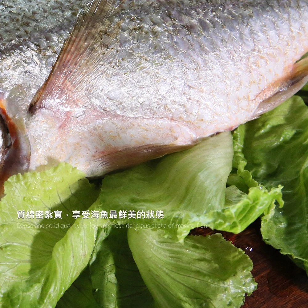 台灣野生石鱸魚