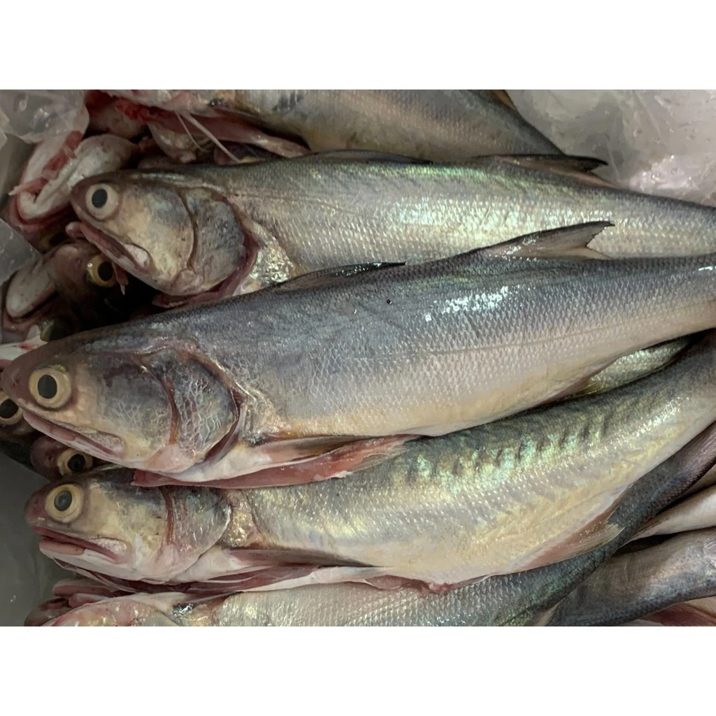 野生海午仔魚