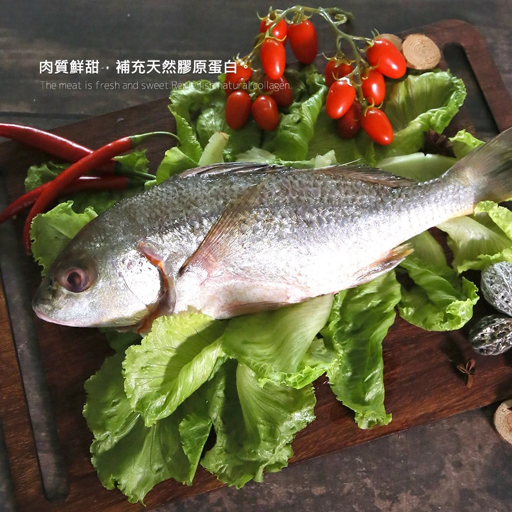 台灣野生石鱸魚