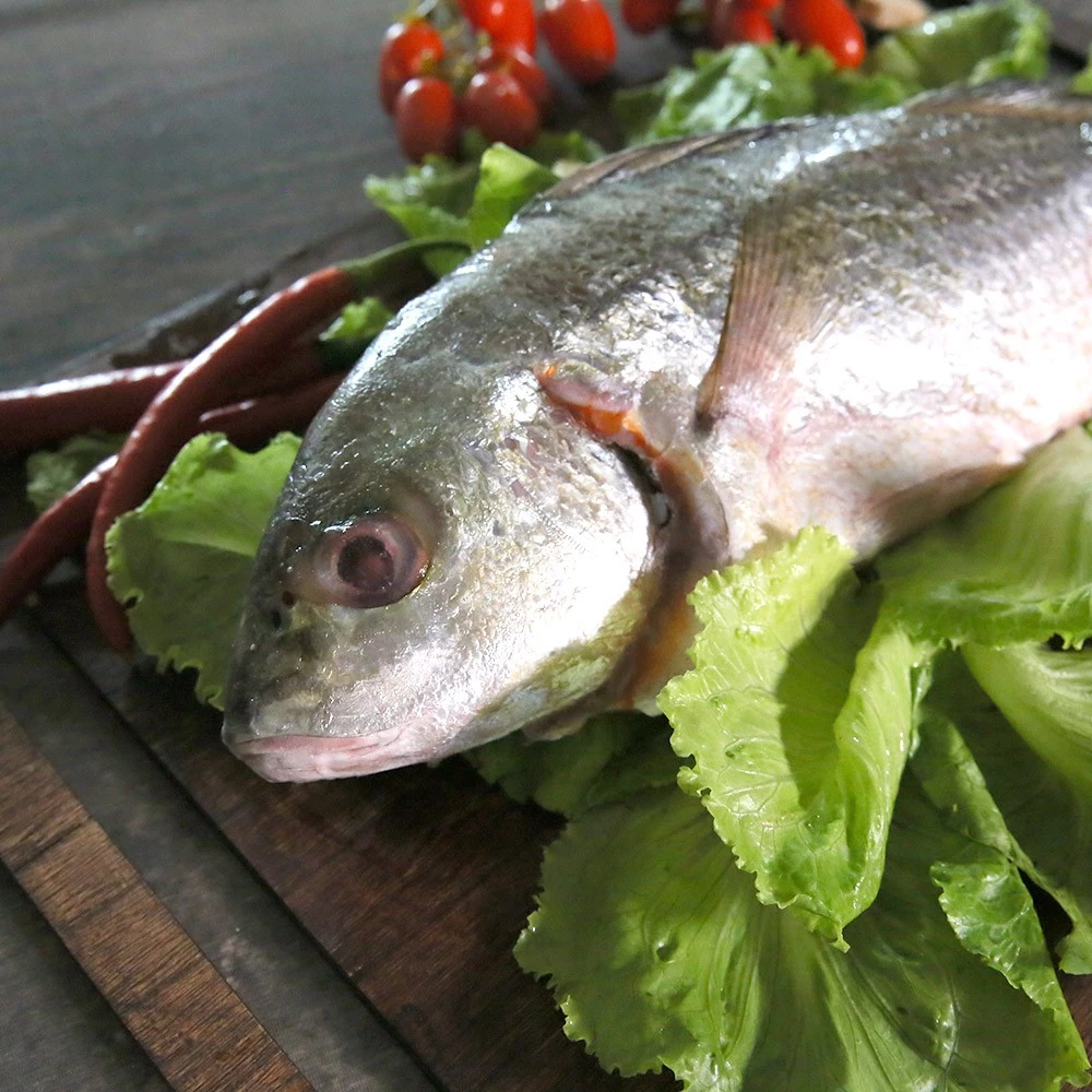 台灣野生石鱸魚