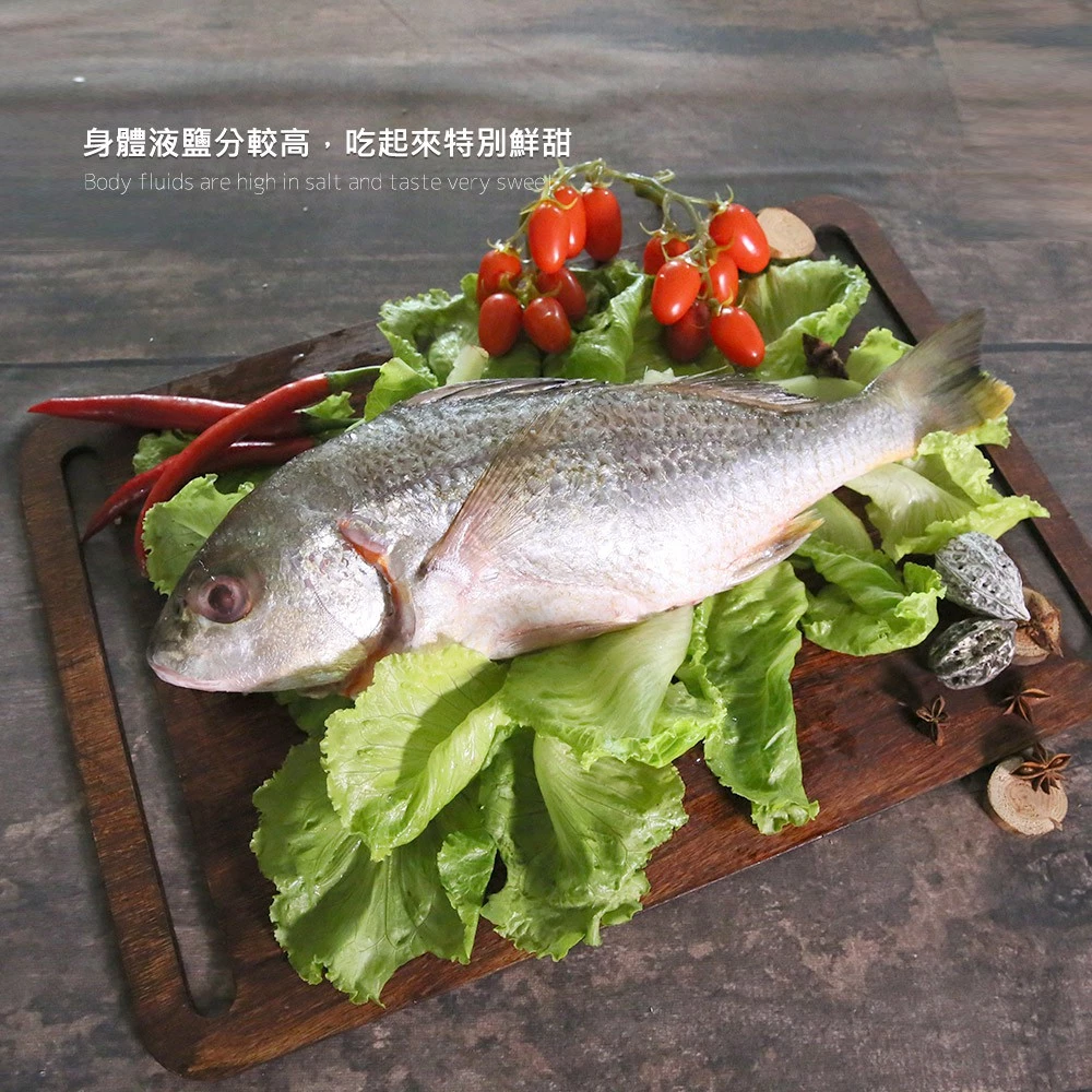 台灣野生石鱸魚