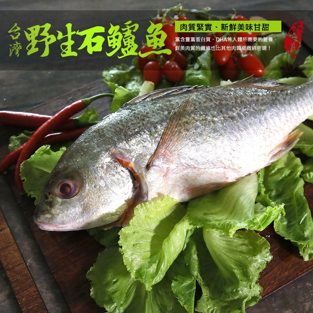 台灣野生石鱸魚