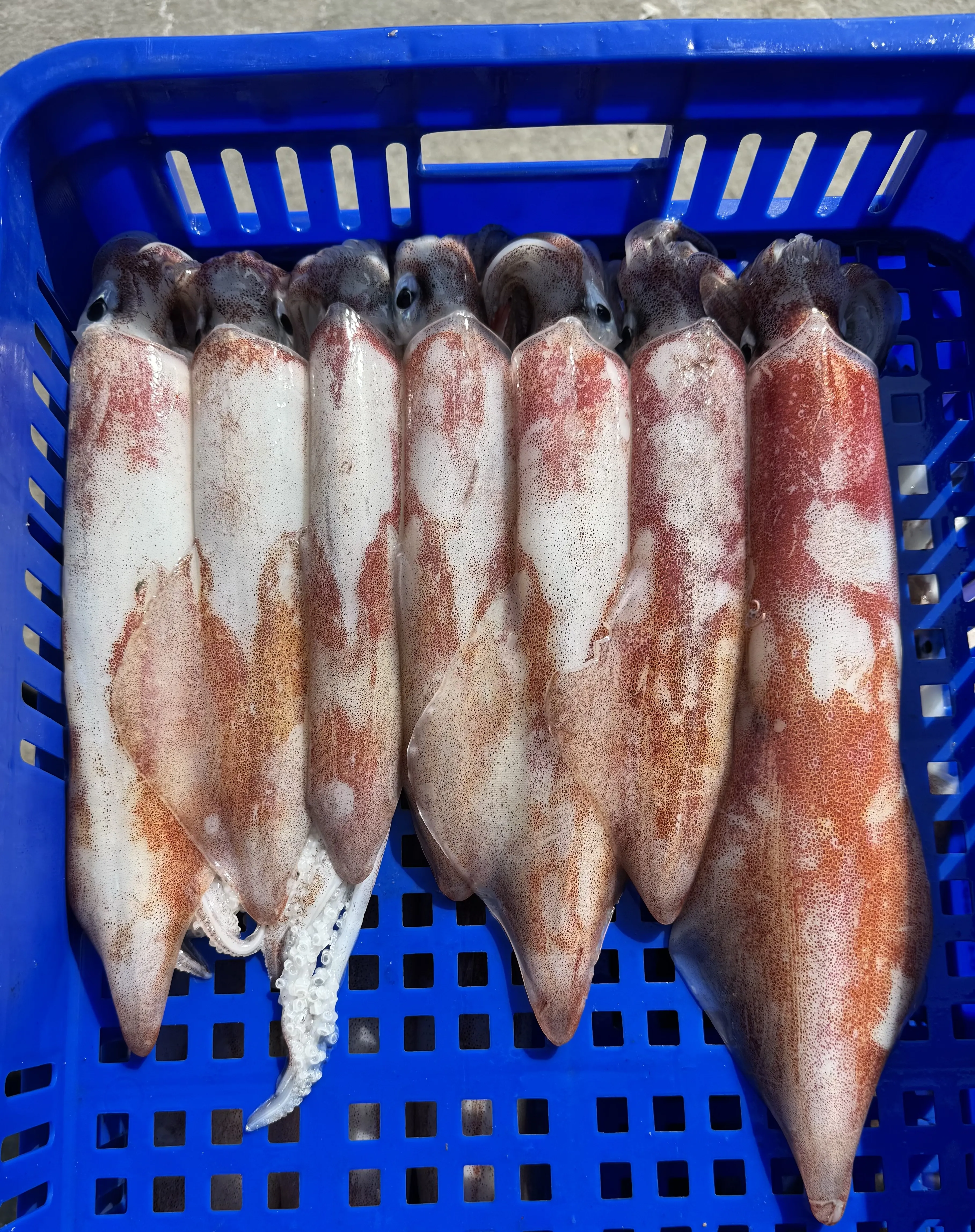 透抽
