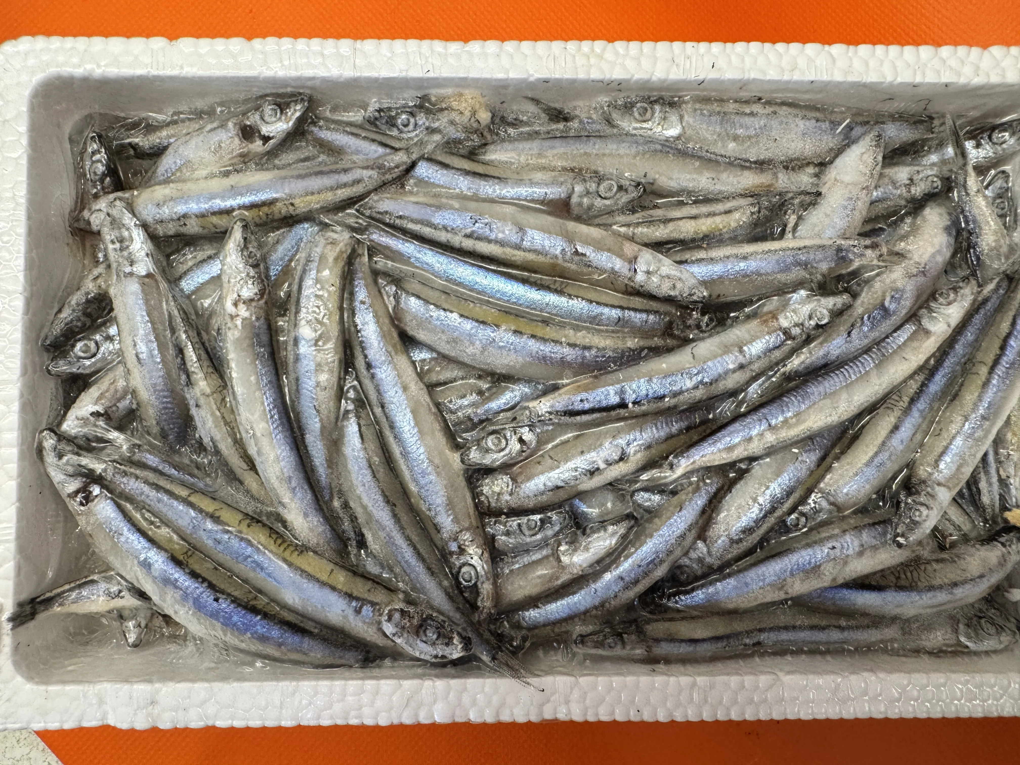 日本大丁香魚