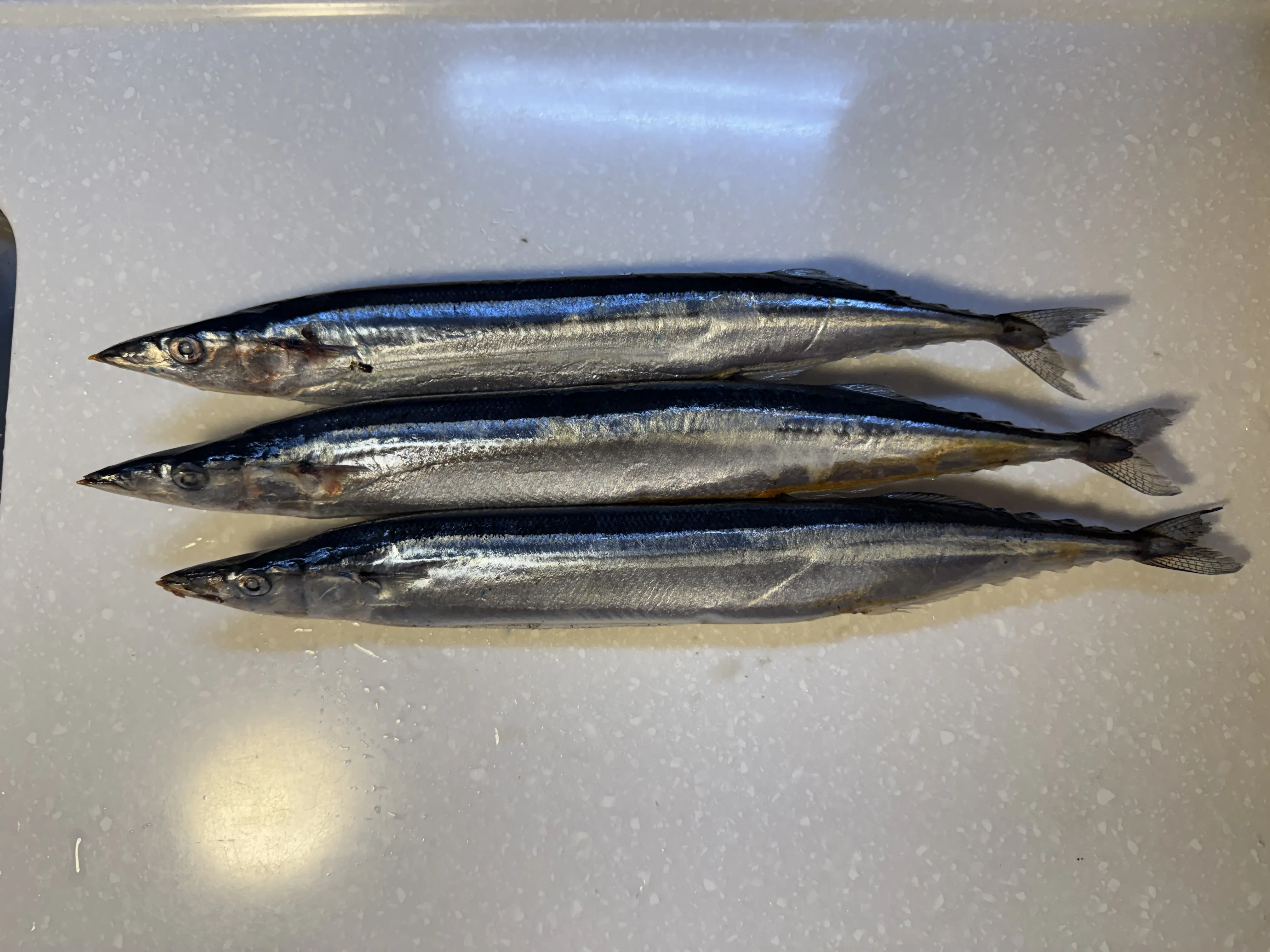 秋刀魚