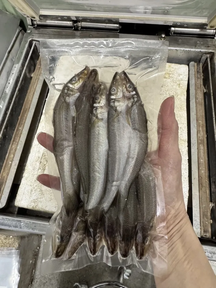 沙梭