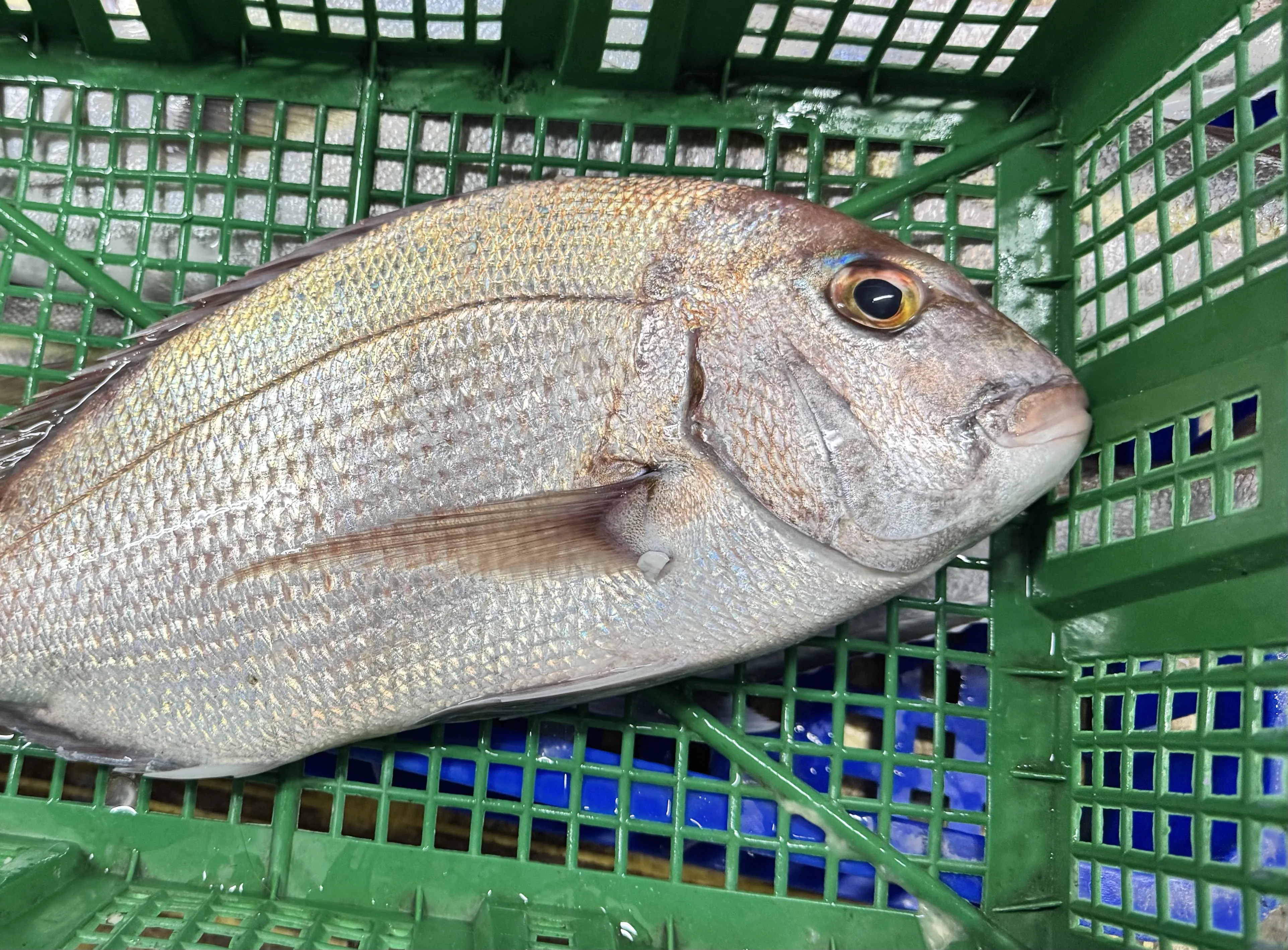 加鱲魚