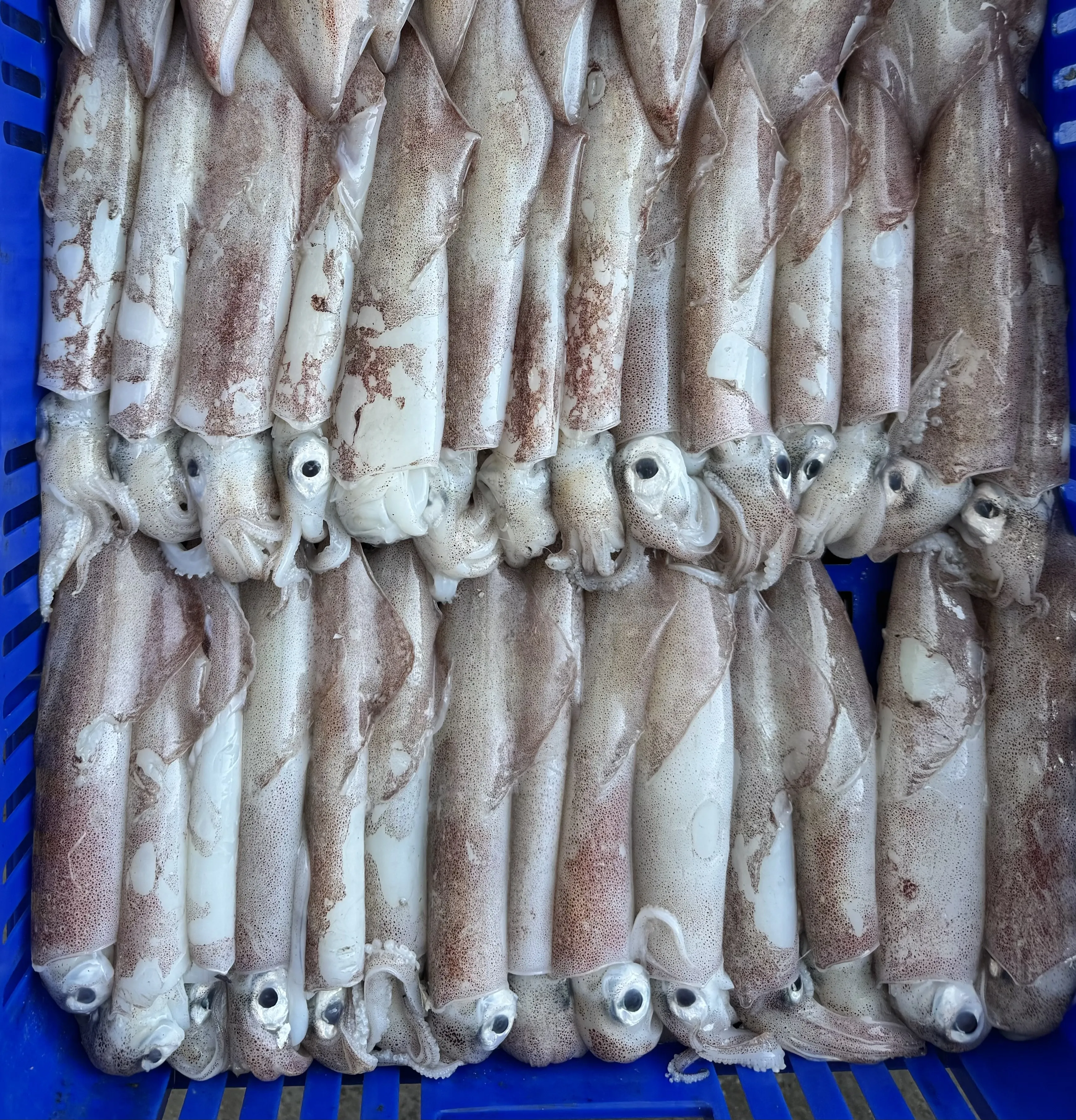 透抽