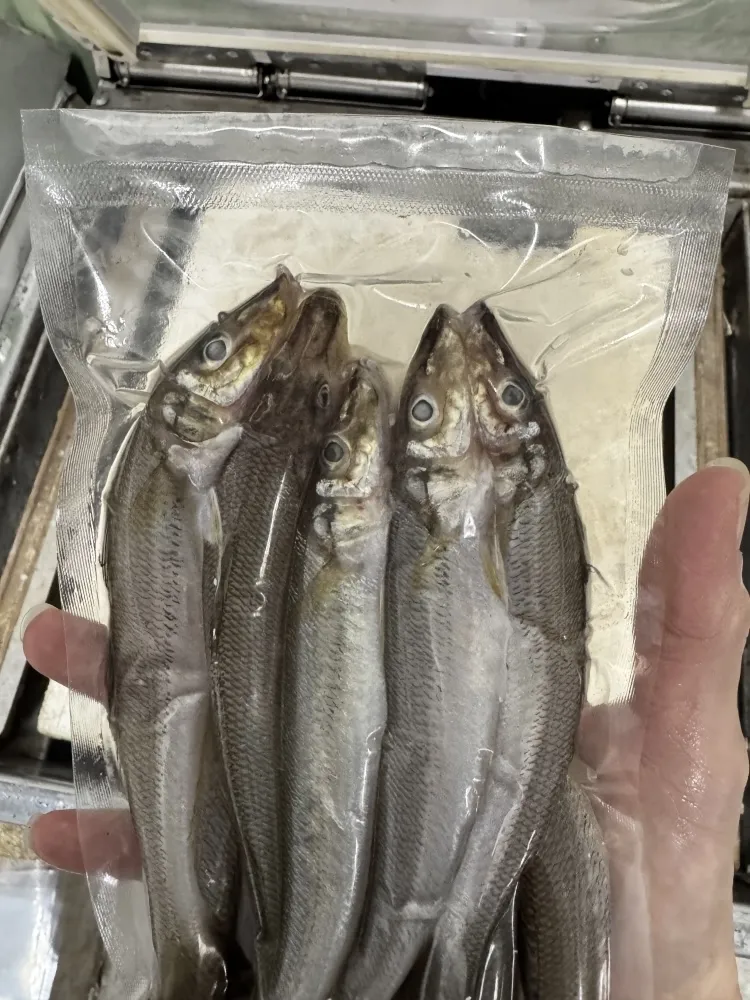沙梭