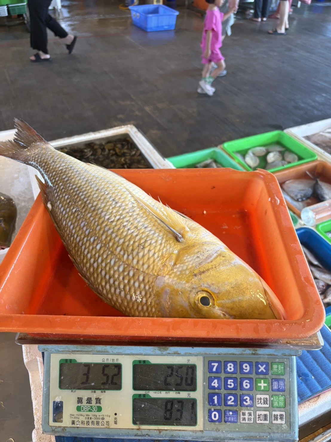 龍占魚  青嘴魚