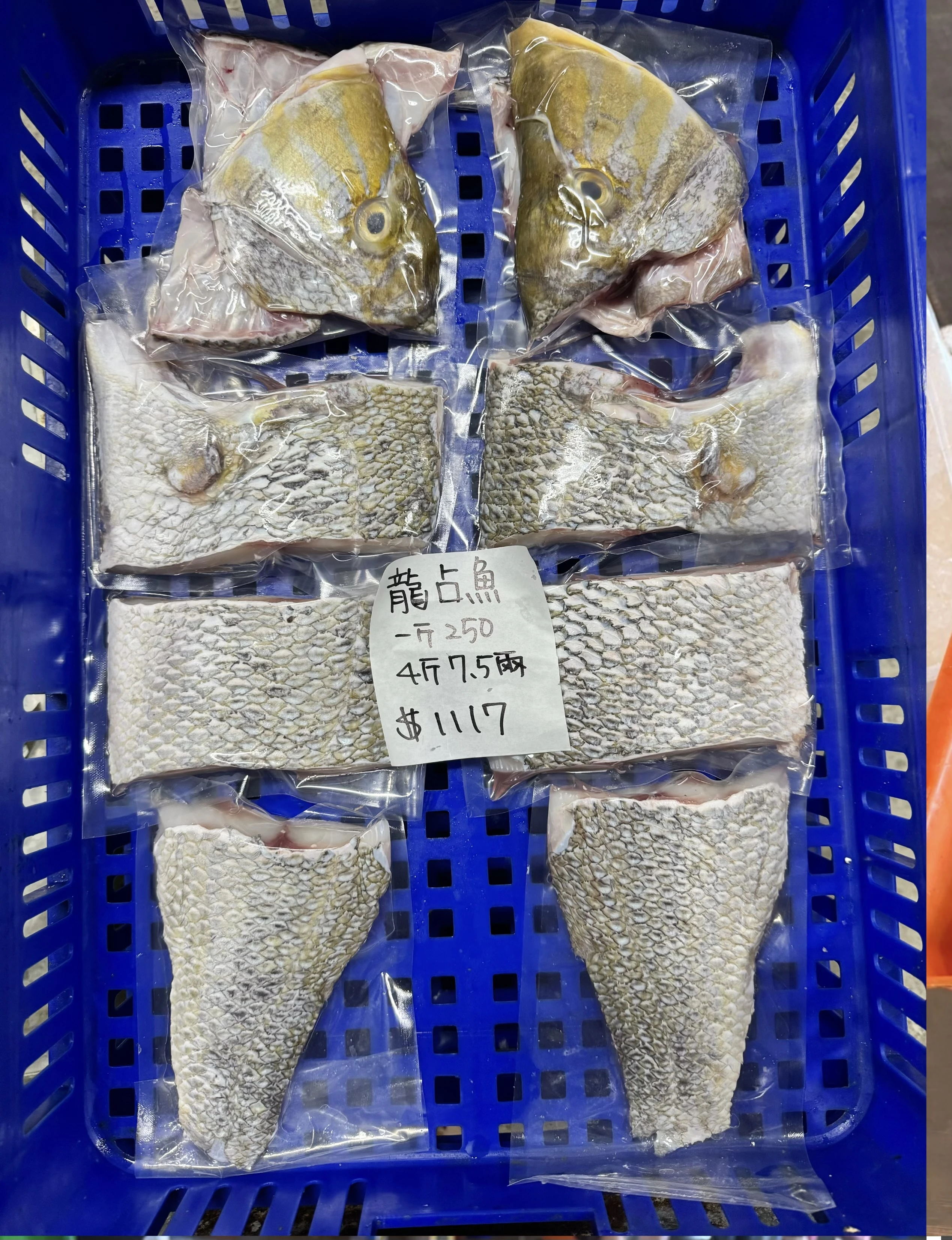 龍占魚  青嘴魚