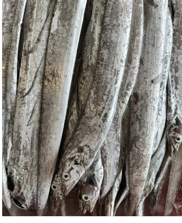 白帶魚