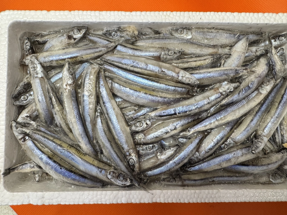 日本大丁香魚