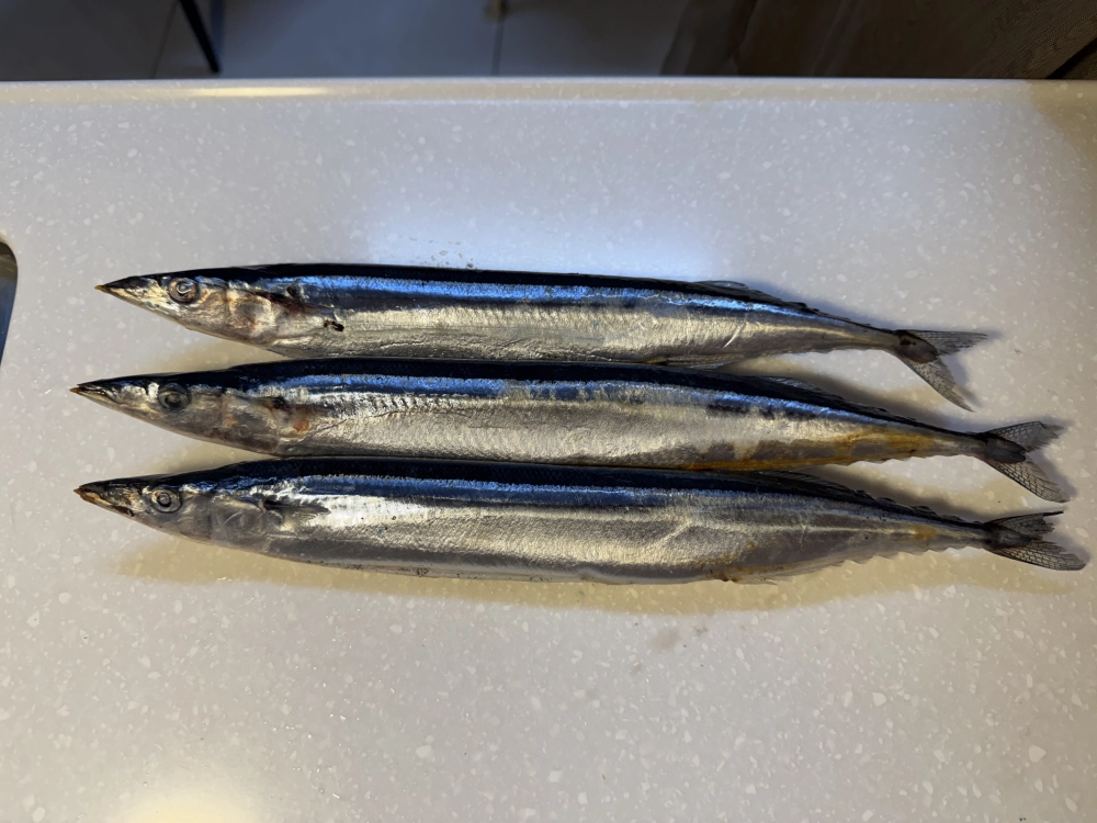 秋刀魚