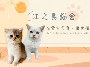 江之島貓舍