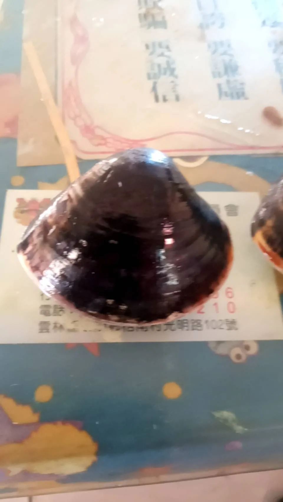 野生海蛤
