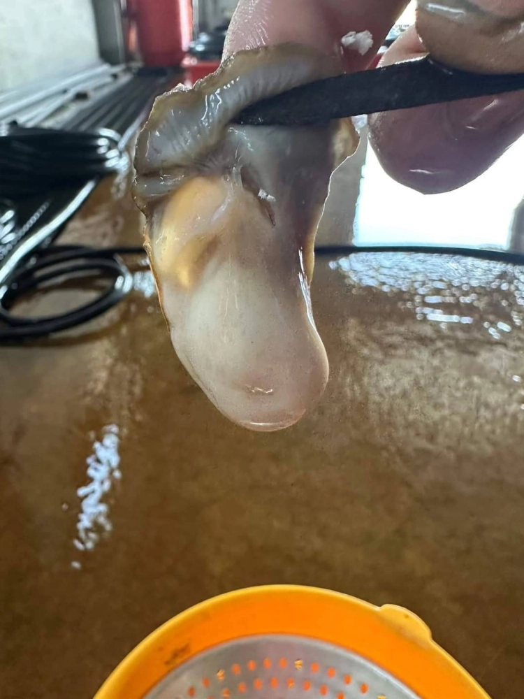 爆漿鮮蚵