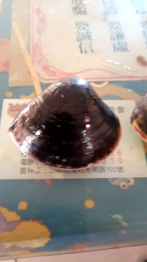 野生海蛤