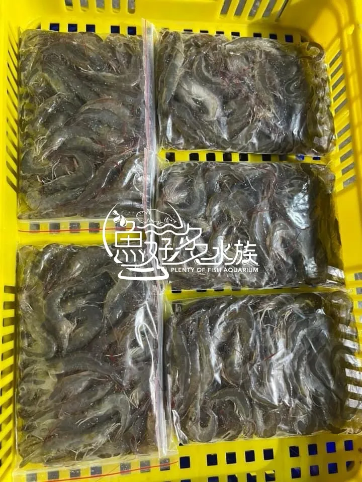 冷凍白蝦